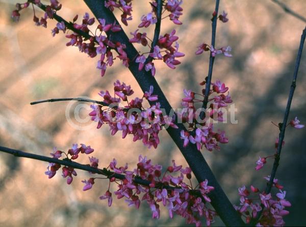 Pink blooms; Deciduous; Broadleaf; North American Native