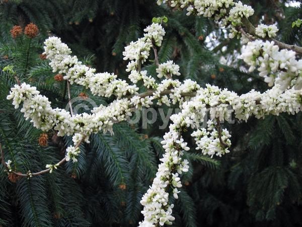 White blooms; Deciduous; Broadleaf