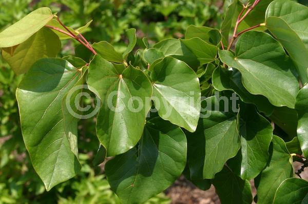 Pink blooms; Deciduous; Broadleaf