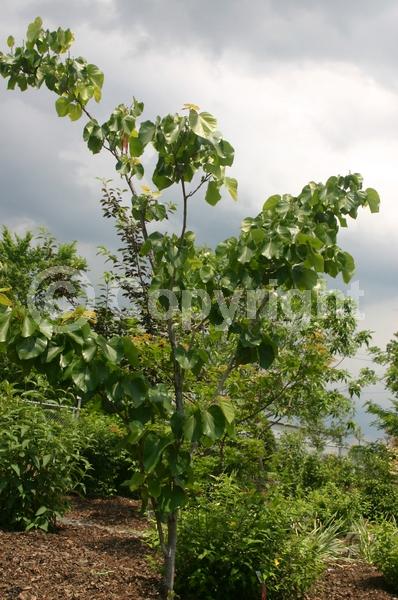 Pink blooms; Deciduous; Broadleaf