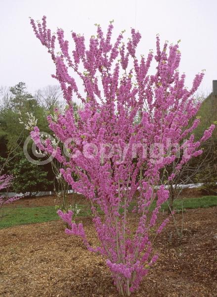 Pink blooms; Lavender blooms; Deciduous; Broadleaf