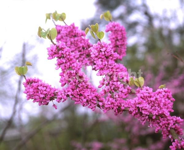 Pink blooms; Lavender blooms; Deciduous; Broadleaf