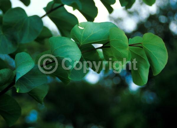 Pink blooms; Deciduous; Broadleaf