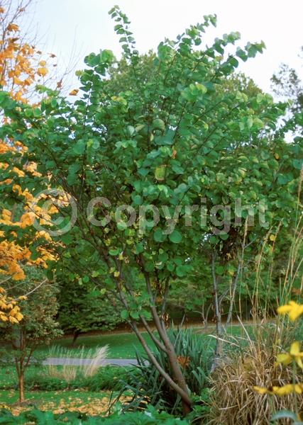 Pink blooms; Deciduous; Broadleaf