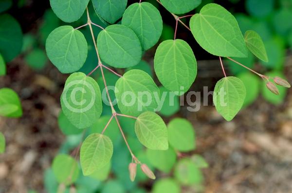 Red blooms; Deciduous; Broadleaf