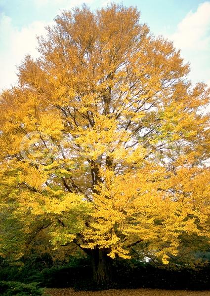 Green blooms; Deciduous; Broadleaf