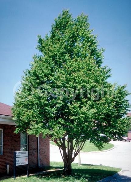 Green blooms; Deciduous; Broadleaf