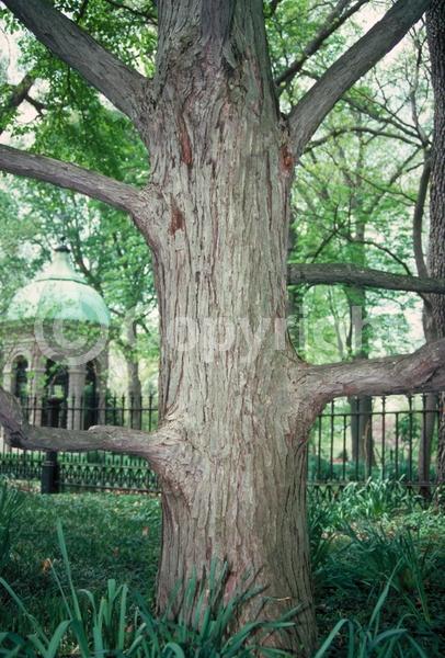 Green blooms; Deciduous; Broadleaf