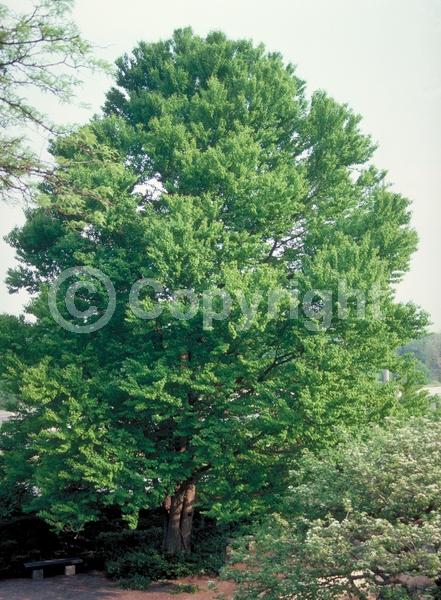 Green blooms; Deciduous; Broadleaf