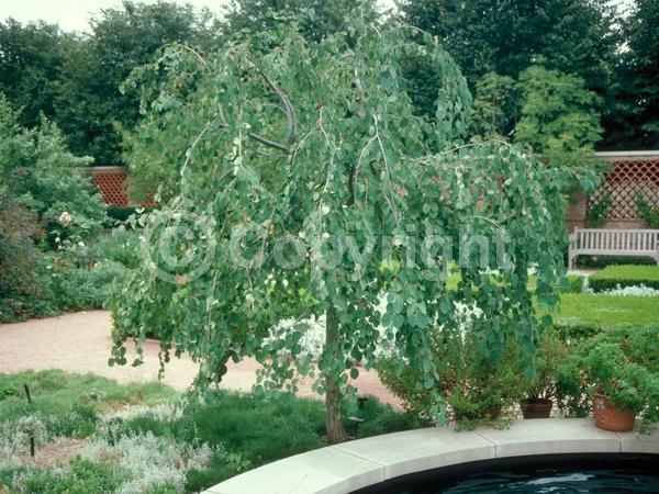 Red blooms; Deciduous; Broadleaf