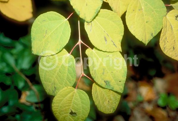 Green blooms; Deciduous; Broadleaf
