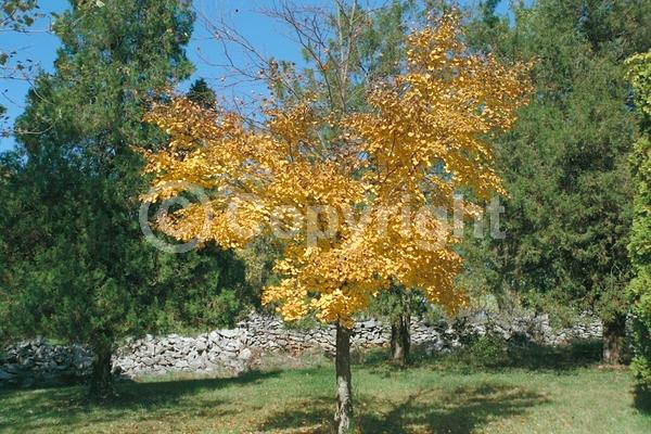 Green blooms; Deciduous; Broadleaf