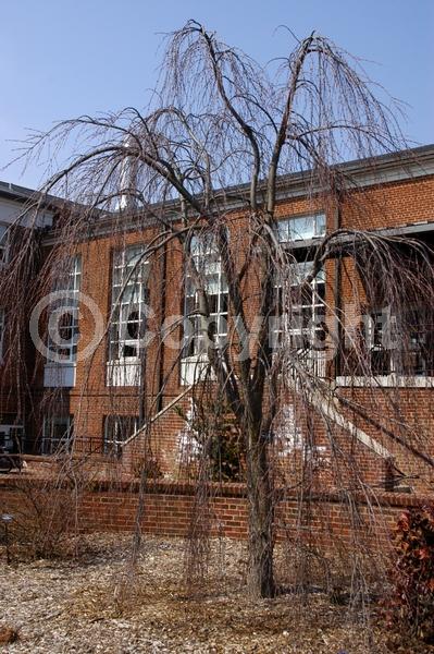Red blooms; Deciduous; Broadleaf