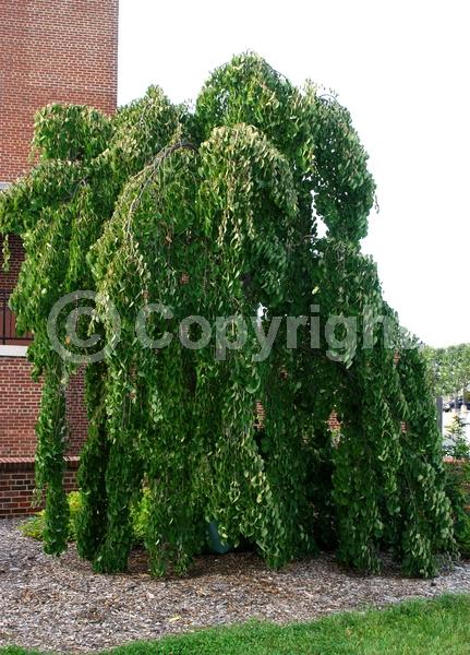 Red blooms; Deciduous; Broadleaf
