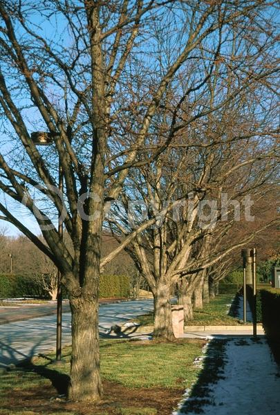 Green blooms; Deciduous; Broadleaf