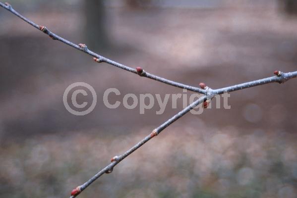 Green blooms; Deciduous; Broadleaf