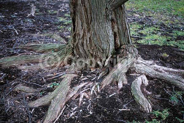 Green blooms; Deciduous; Broadleaf