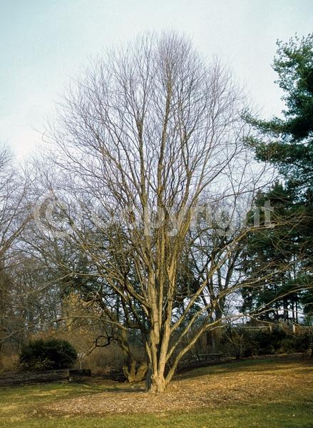 Green blooms; Deciduous; Broadleaf