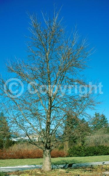 Green blooms; Deciduous; Broadleaf