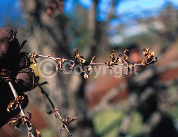 Green blooms; Deciduous; Broadleaf