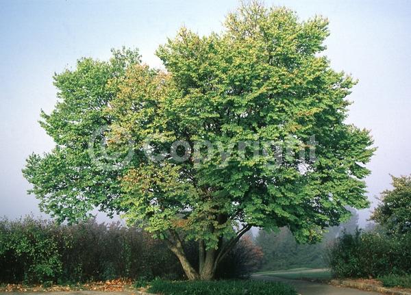 Green blooms; Deciduous; Broadleaf