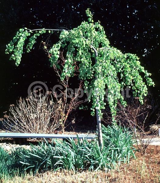 Red blooms; Deciduous; Broadleaf