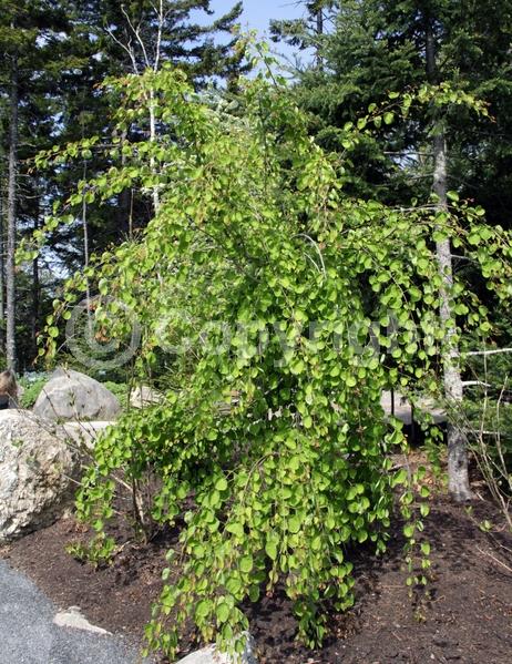 Red blooms; Deciduous; Broadleaf