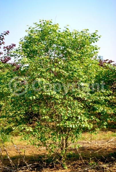 Pink blooms; Deciduous; Broadleaf; North American Native