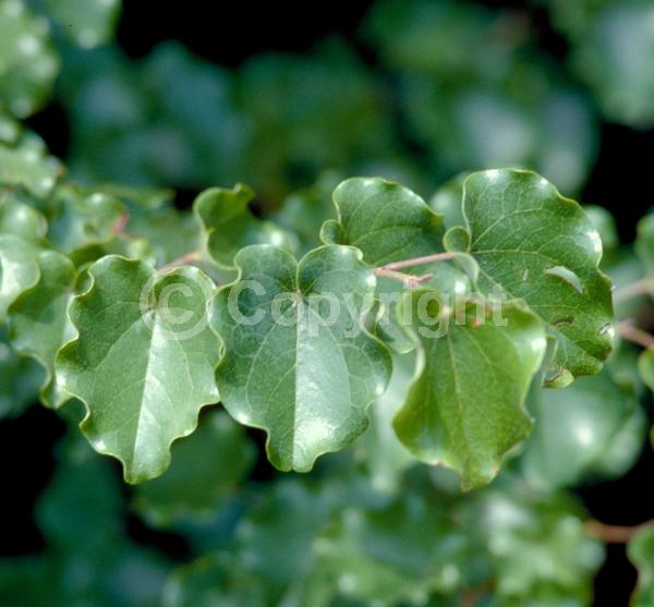 Pink blooms; Deciduous; Broadleaf; North American Native
