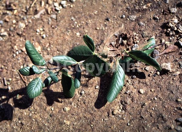 Evergreen; North American Native