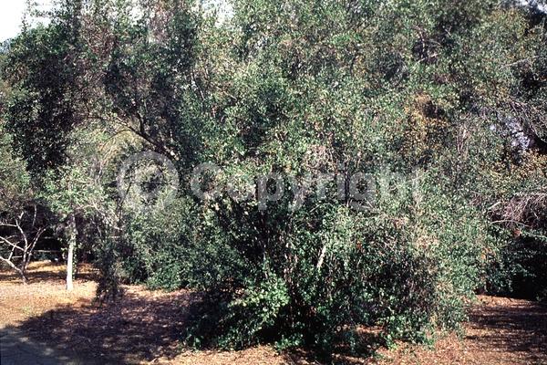 Evergreen; North American Native