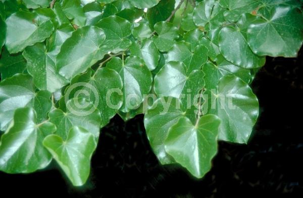 Lavender blooms; Deciduous; Broadleaf; North American Native
