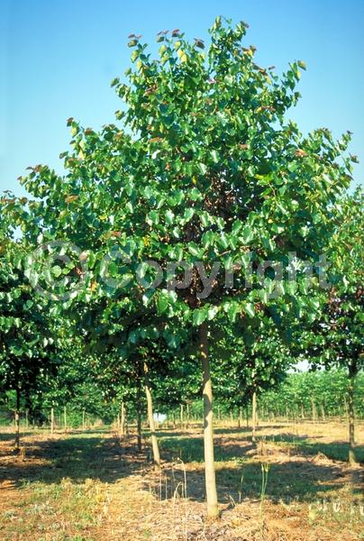Lavender blooms; Deciduous; Broadleaf; North American Native