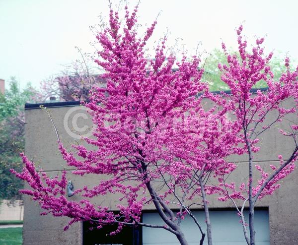Lavender blooms; Deciduous; Broadleaf; North American Native