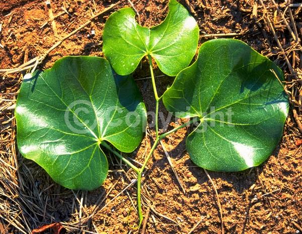 White blooms; Deciduous; Broadleaf; North American Native
