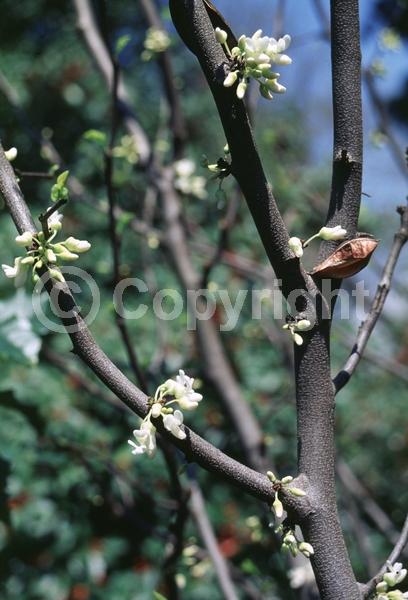 White blooms; Deciduous; Broadleaf; North American Native