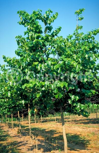 White blooms; Deciduous; Broadleaf; North American Native