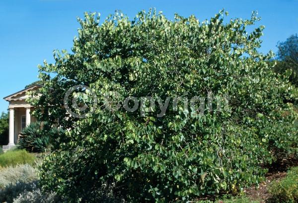 Purple blooms; Lavender blooms; Deciduous; Broadleaf