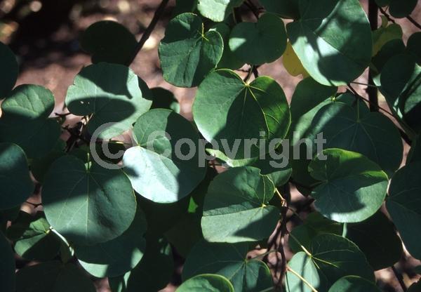Purple blooms; Lavender blooms; Deciduous; Broadleaf