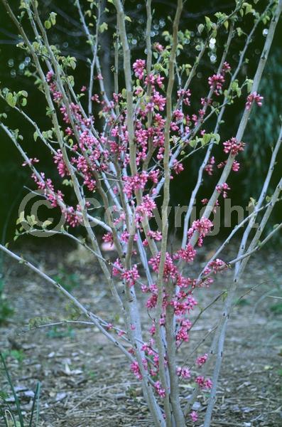 Purple blooms; Pink blooms; Lavender blooms; Deciduous; Broadleaf