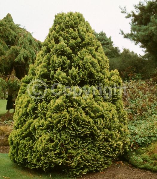 Red blooms; Blue blooms; Evergreen; North American Native