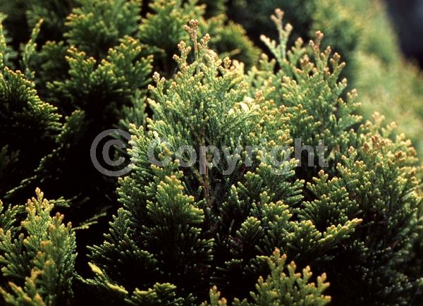 Red blooms; Blue blooms; Evergreen; North American Native
