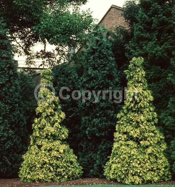 Red blooms; Blue blooms; Evergreen; North American Native