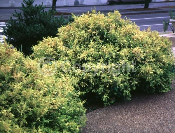 Red blooms; Blue blooms; Evergreen