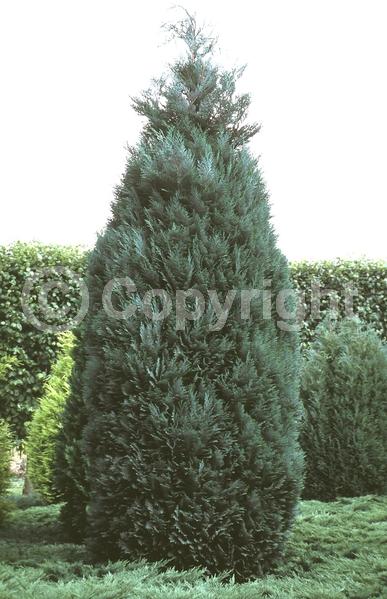 Red blooms; Blue blooms; Evergreen; North American Native