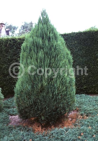 Red blooms; Blue blooms; Evergreen; North American Native