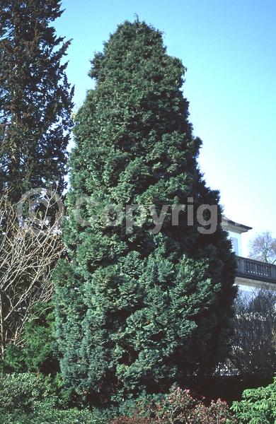 Red blooms; Blue blooms; Evergreen