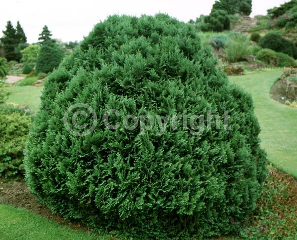 Red blooms; Blue blooms; Evergreen; North American Native