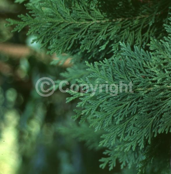 Red blooms; Blue blooms; Evergreen; North American Native