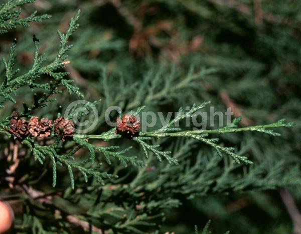 Red blooms; Blue blooms; Evergreen